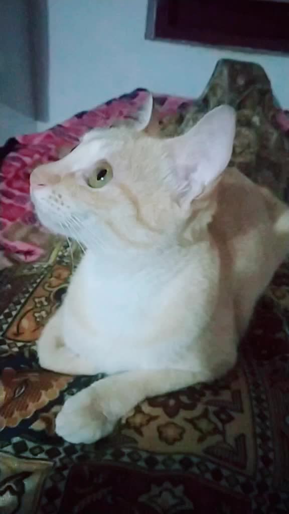 @കുഞ്ഞി..🐈