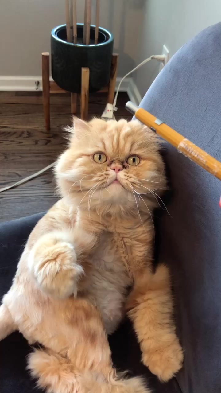 @Nugget the Cat