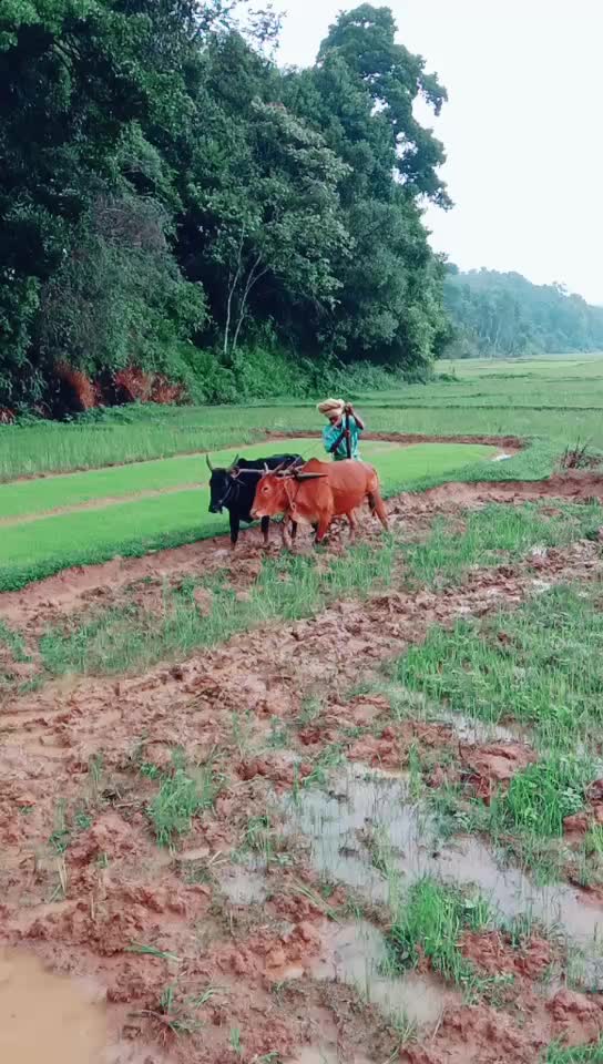 @ದೀಕ್ಷಿ ಮೂಡಿಗೆರೆ