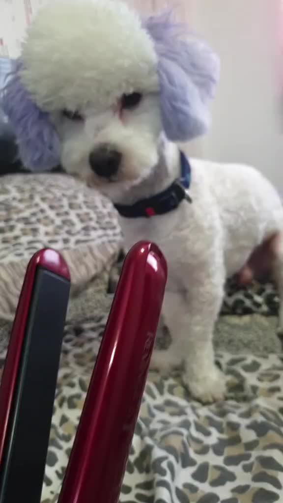 @Otto 🐶