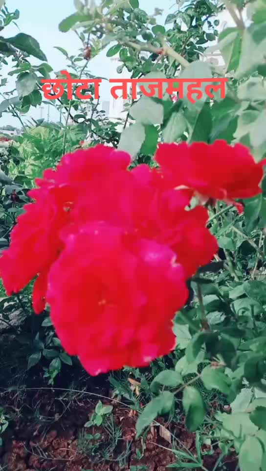 @suraj kumar jarha