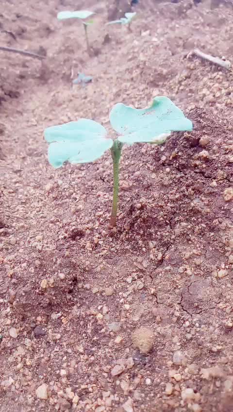 @రైతు బిడ్డ (PPL) 143