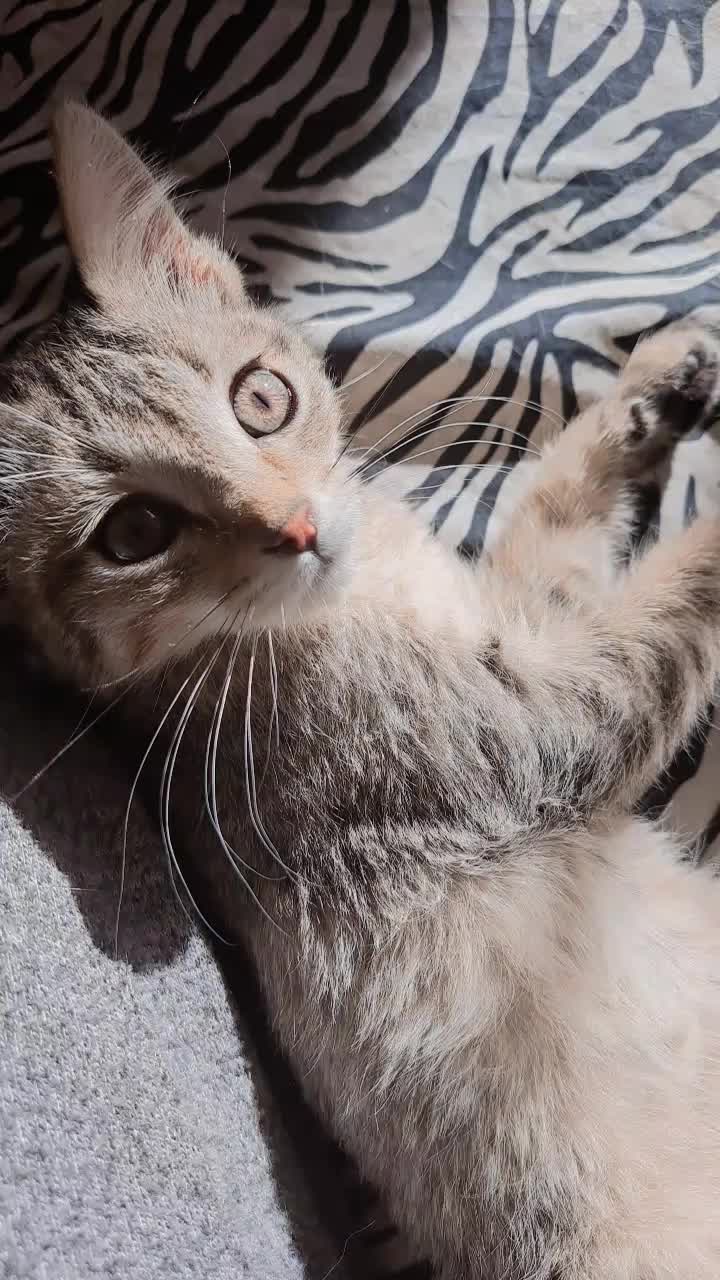 @CookieCats