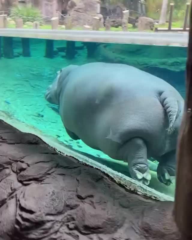 @Funny Animals World R