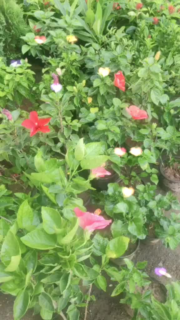 @raksha Chourasiya✔️