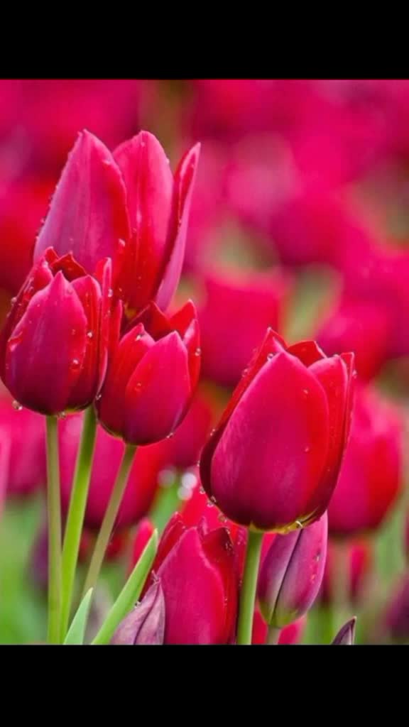 @Farhan62