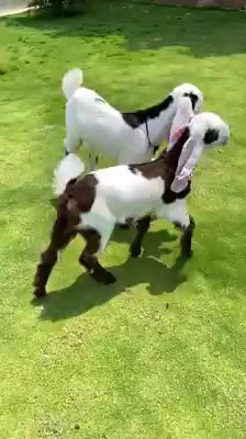 @goatloverroorkee