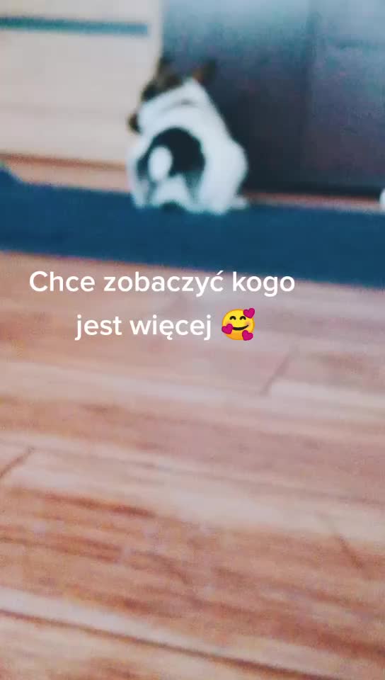 @❣️Reksio❣️