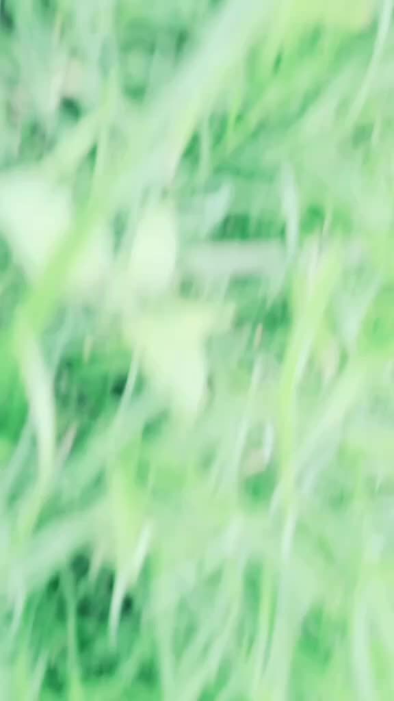 @꧁༒💥🌸ᏦᎯЅUℒᎯ🌸💥༒꧂
