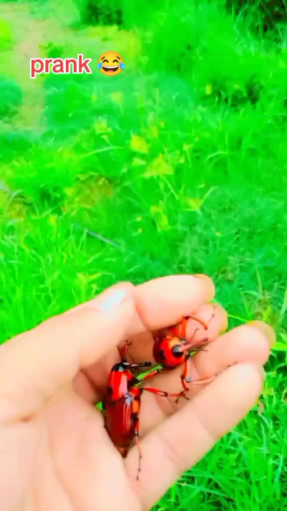 @krishnalama