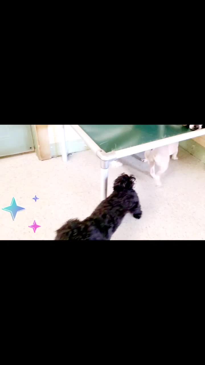 @Wickeddoghandler