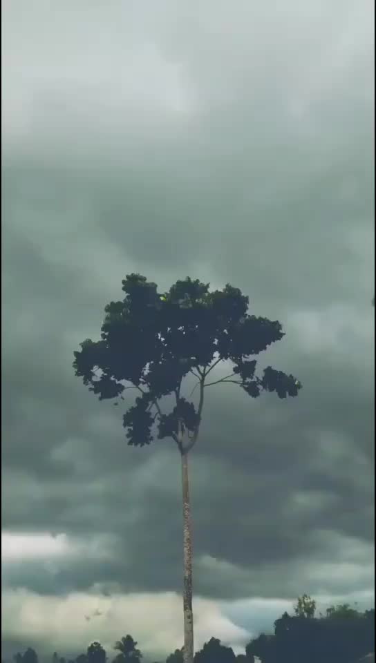@jaanudi