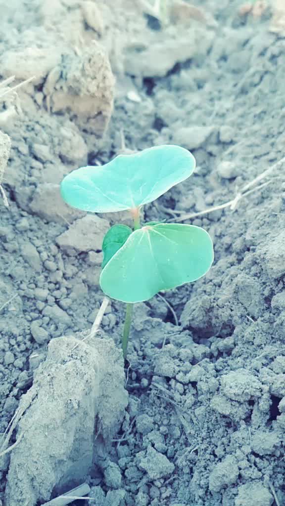 @Ankit KhichEr ⚡