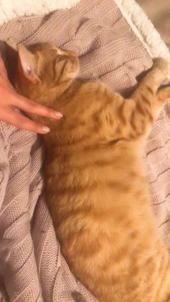 @Kedidir kedi♥️