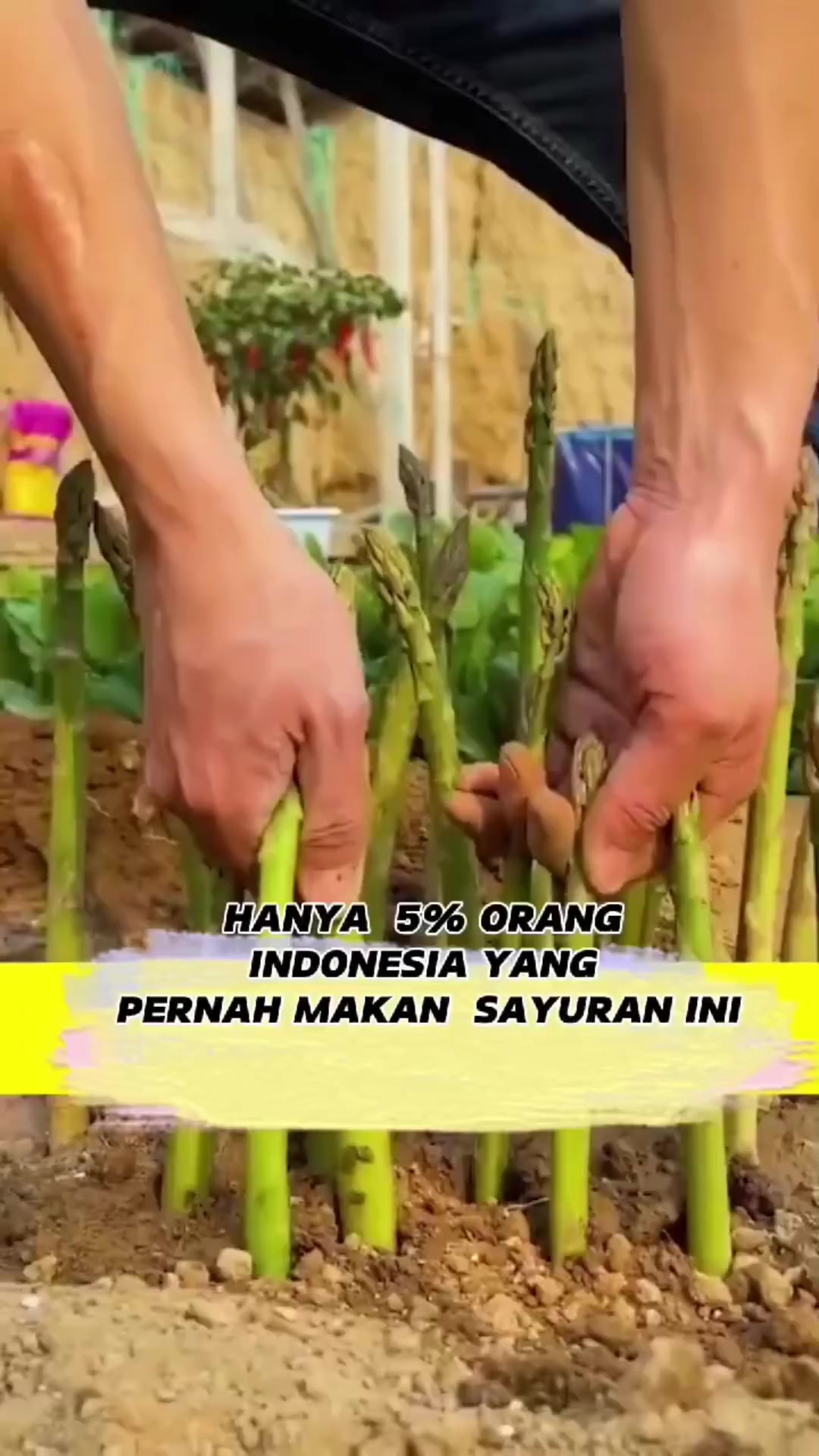 @hanifarm