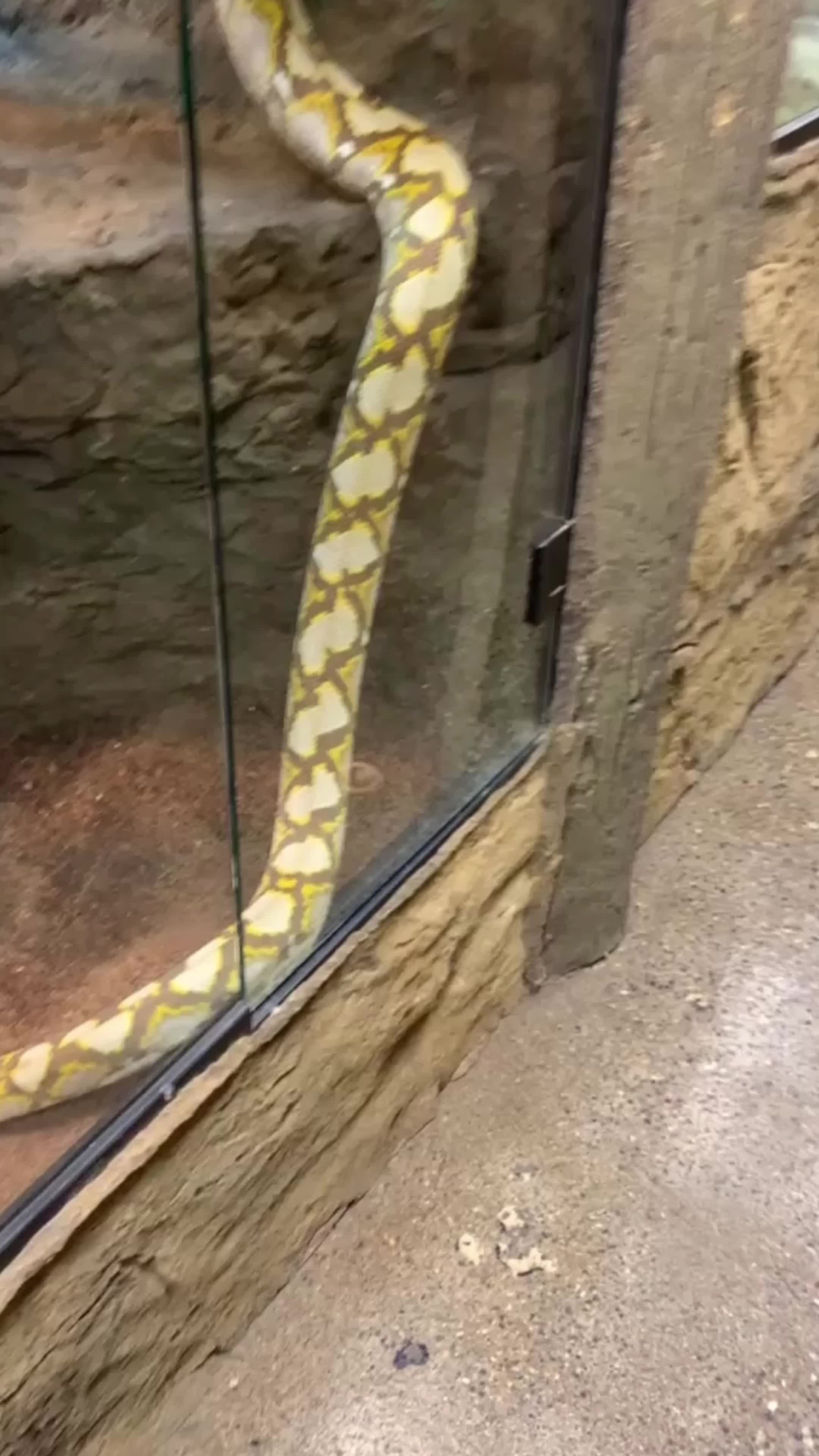 @The Reptarium