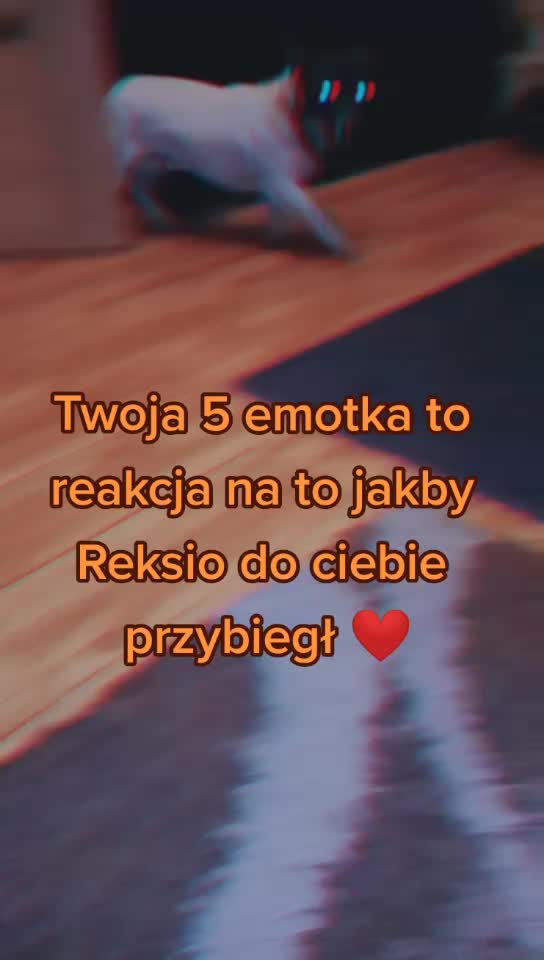 @❣️Reksio❣️