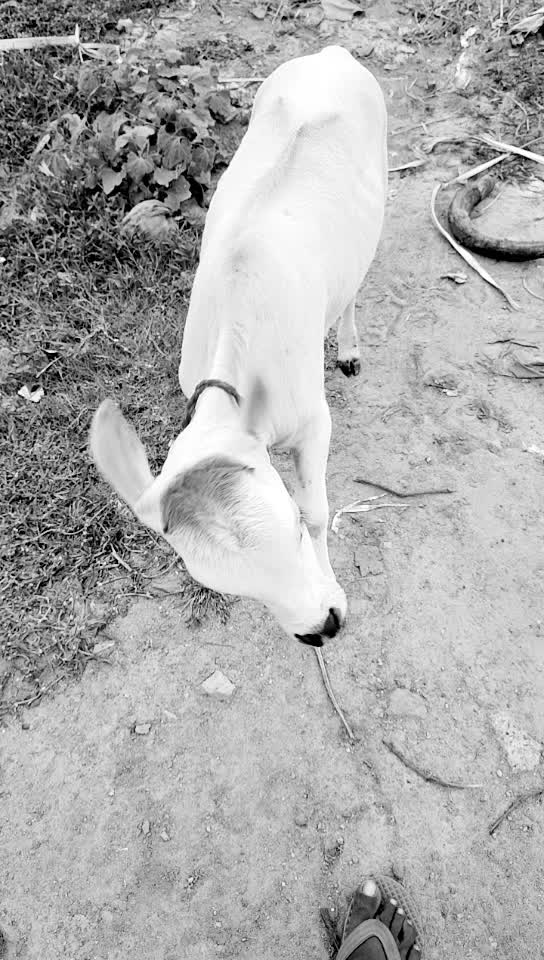 @Bikash Kumar