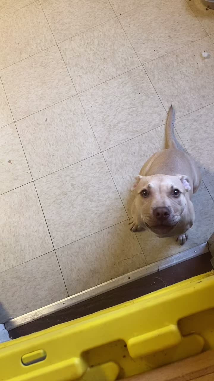 @davincitheamericanpitbull