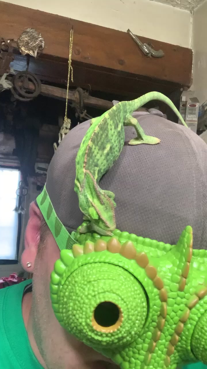 @Reptile Edu-tainment