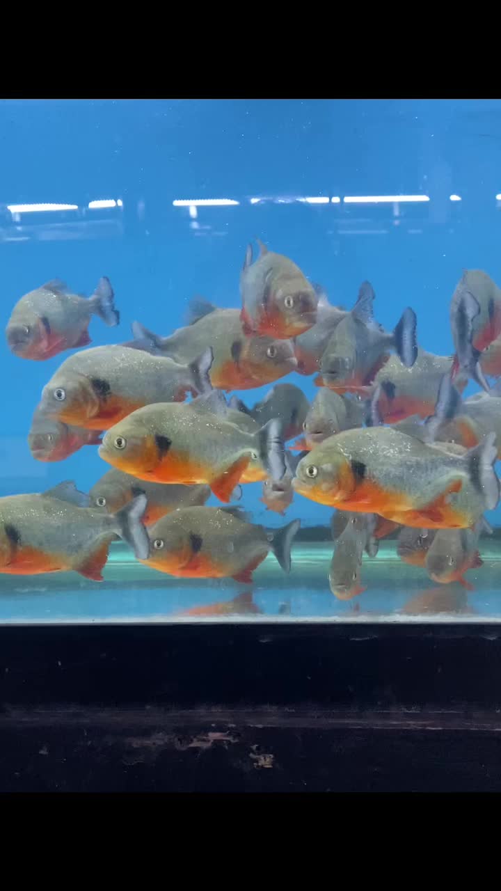 @Aquarium Paradise