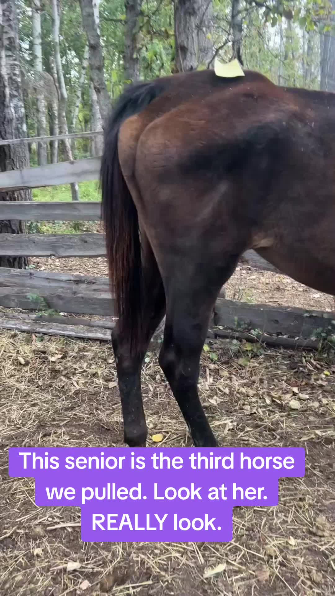 @Horse Heroes Alberta