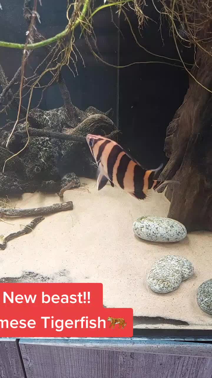 @South american cichlid