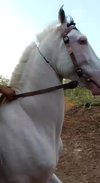 @Rahil Akhani