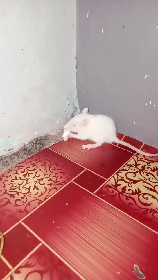 @Arbaaz Khan