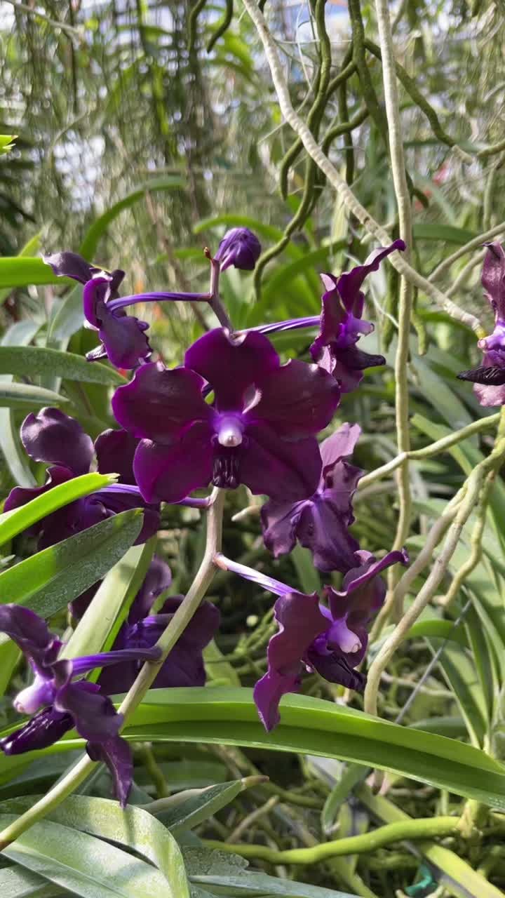 @Motes Orchids