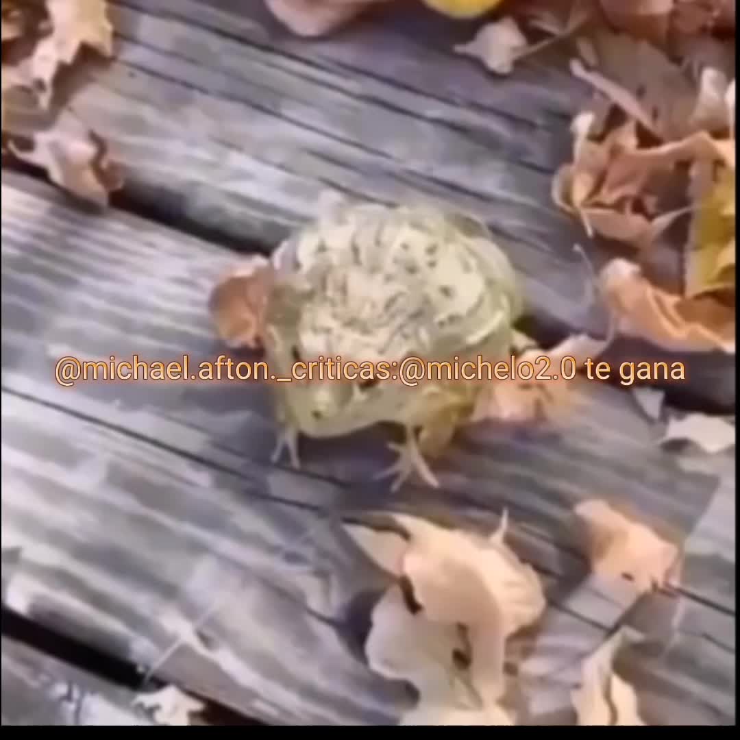 @🐕Meta : 90K