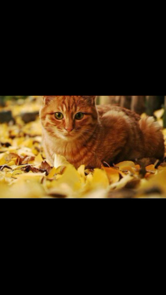@Warrior Cats