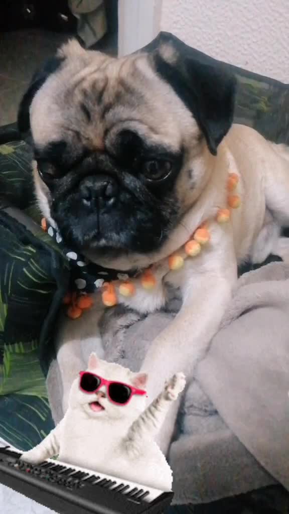 @CHATIRULO 🐶