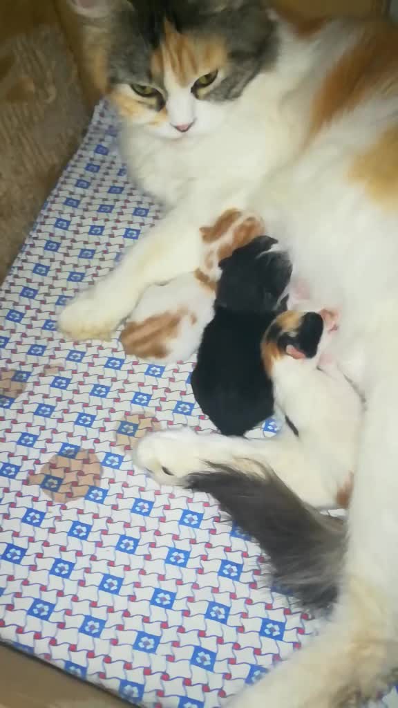 @FoFa Kittens