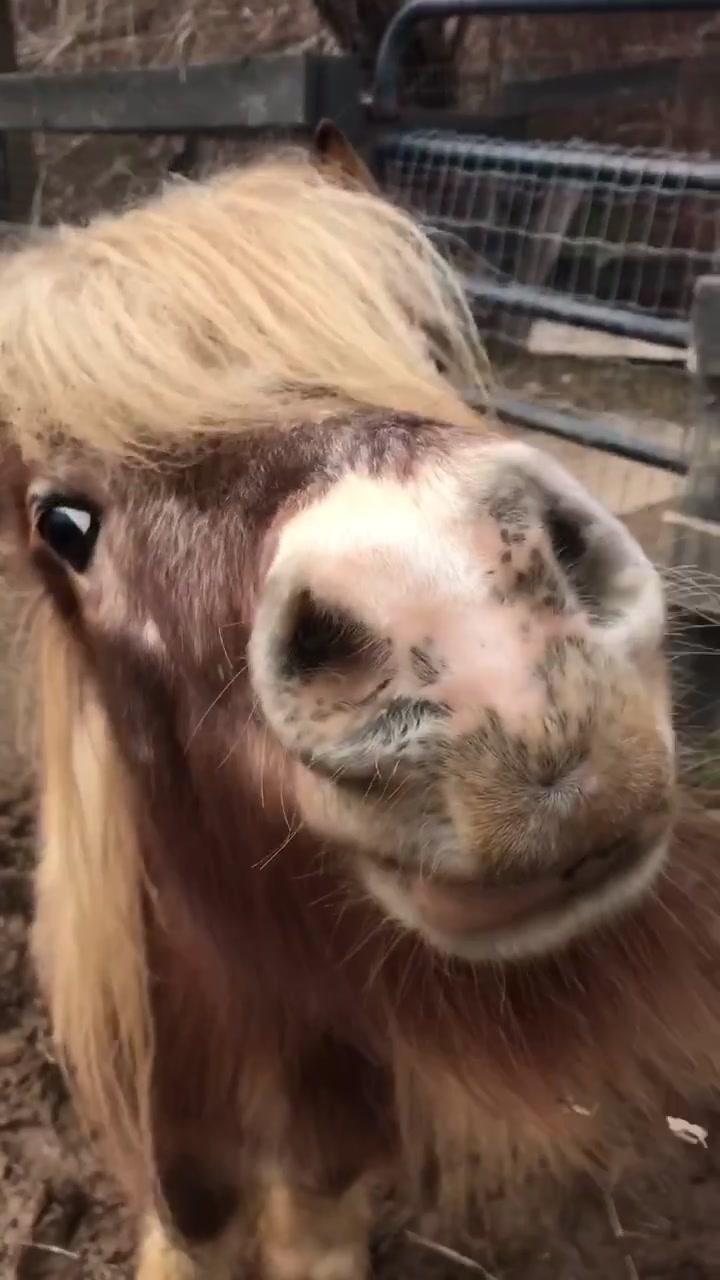 @Equine.blessings