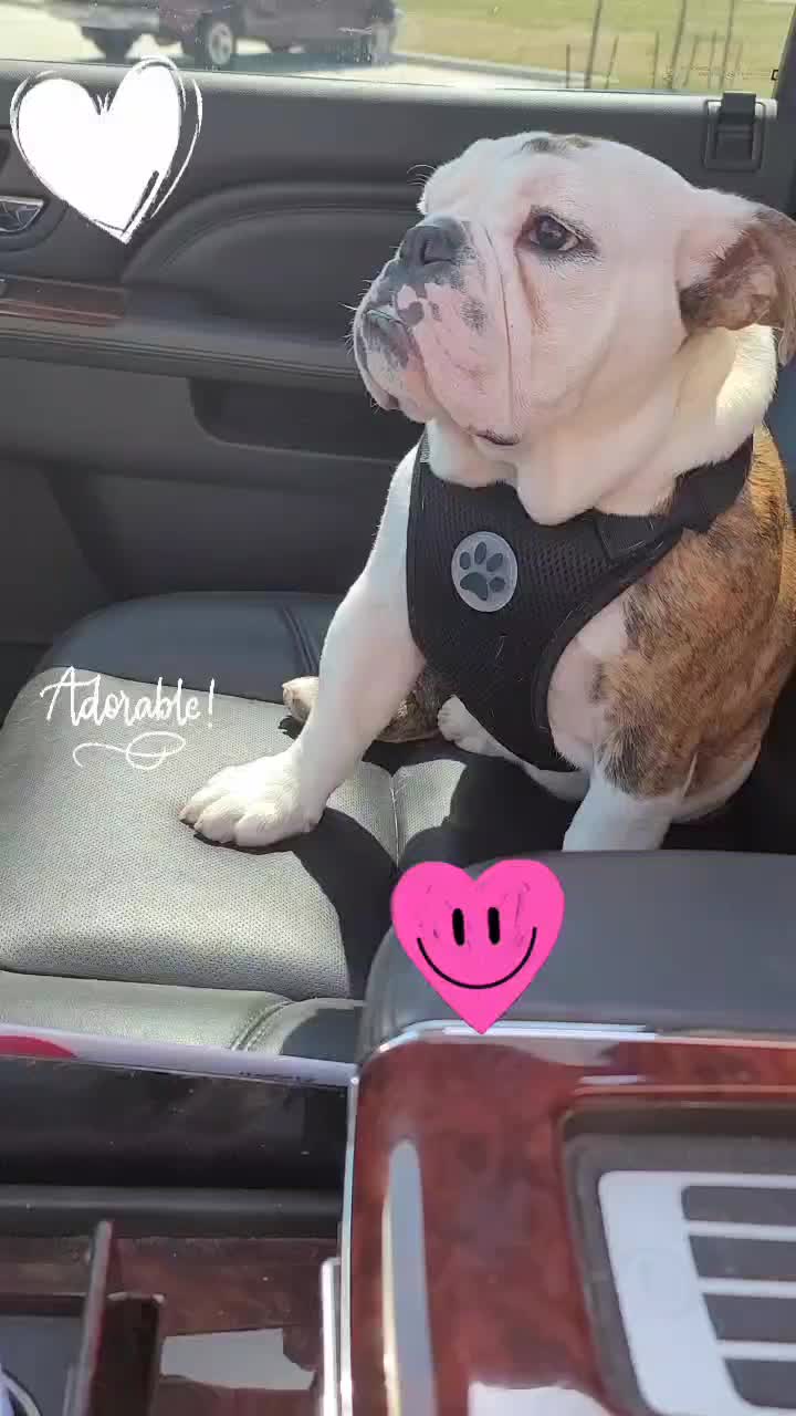 @BulldogTopiaInTexas💙💙💙💙💙