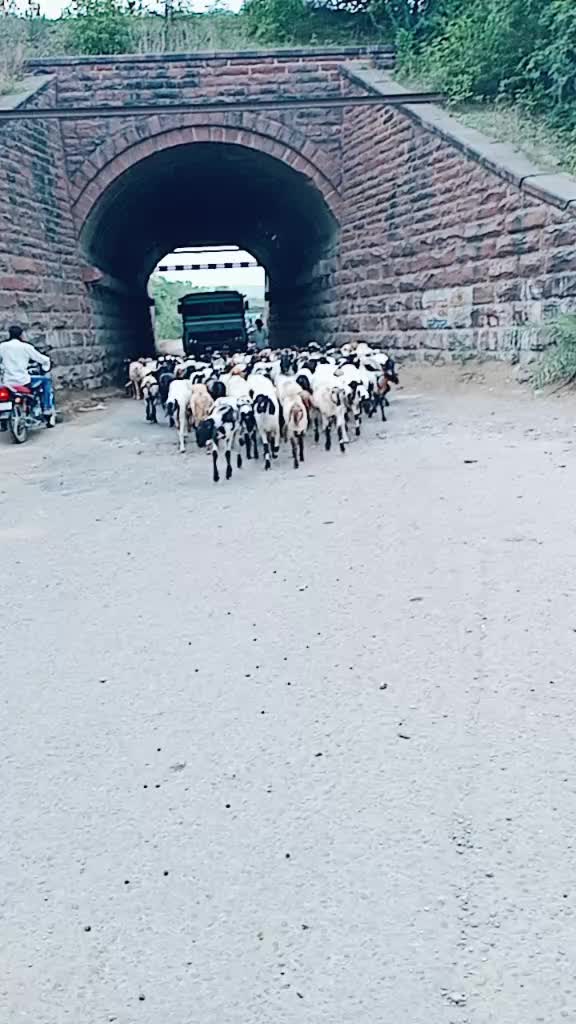 @Rajjadi ___king