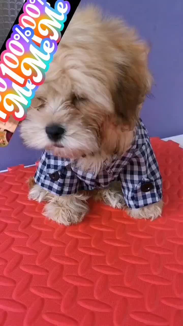 @paraqueveas👁️🐶