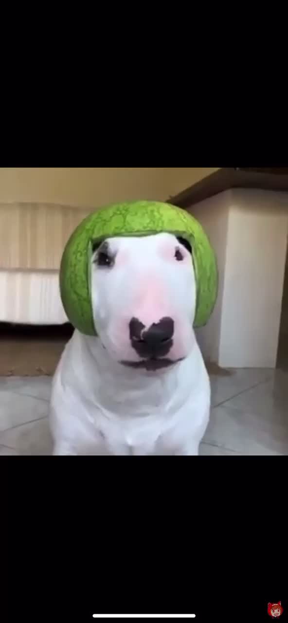 @WalterDog