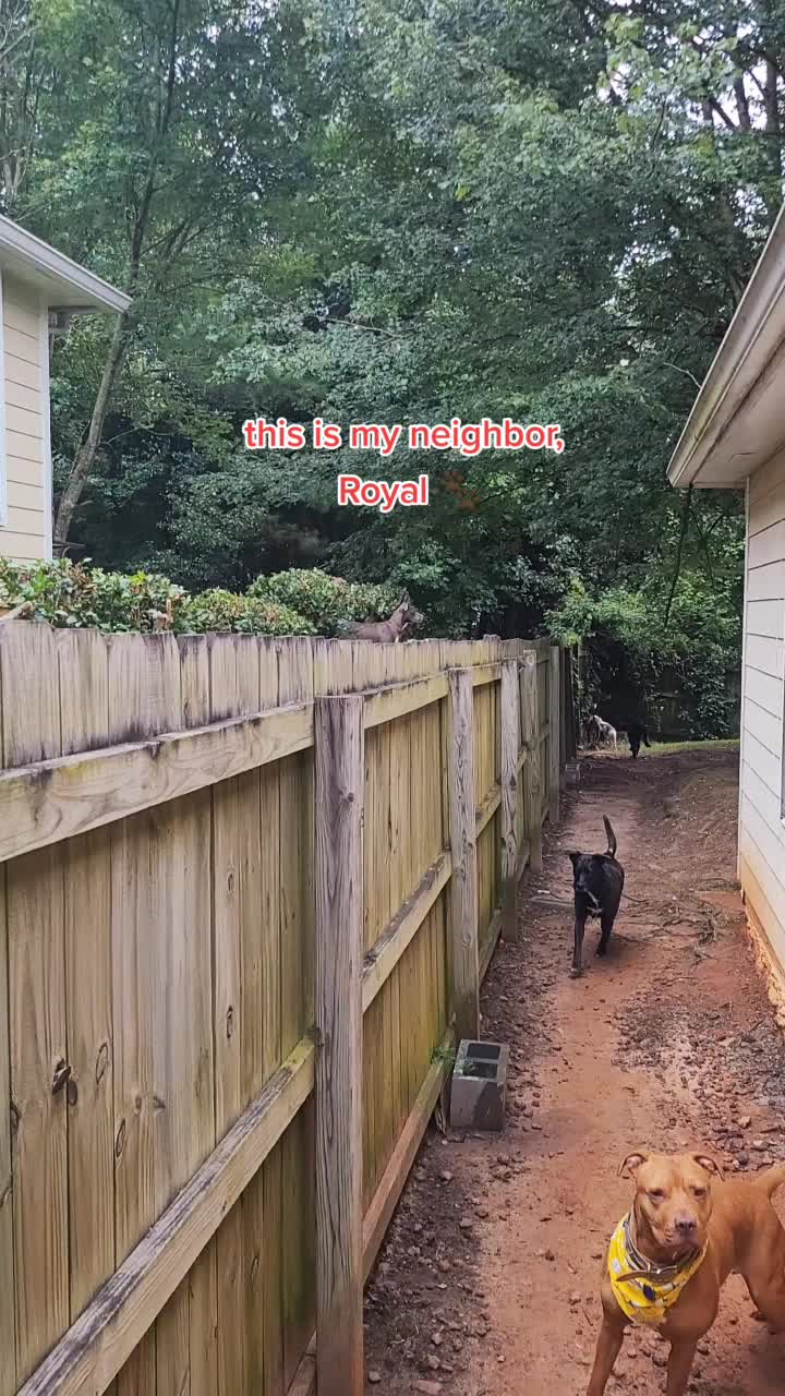 @diamondsdoggydaycare