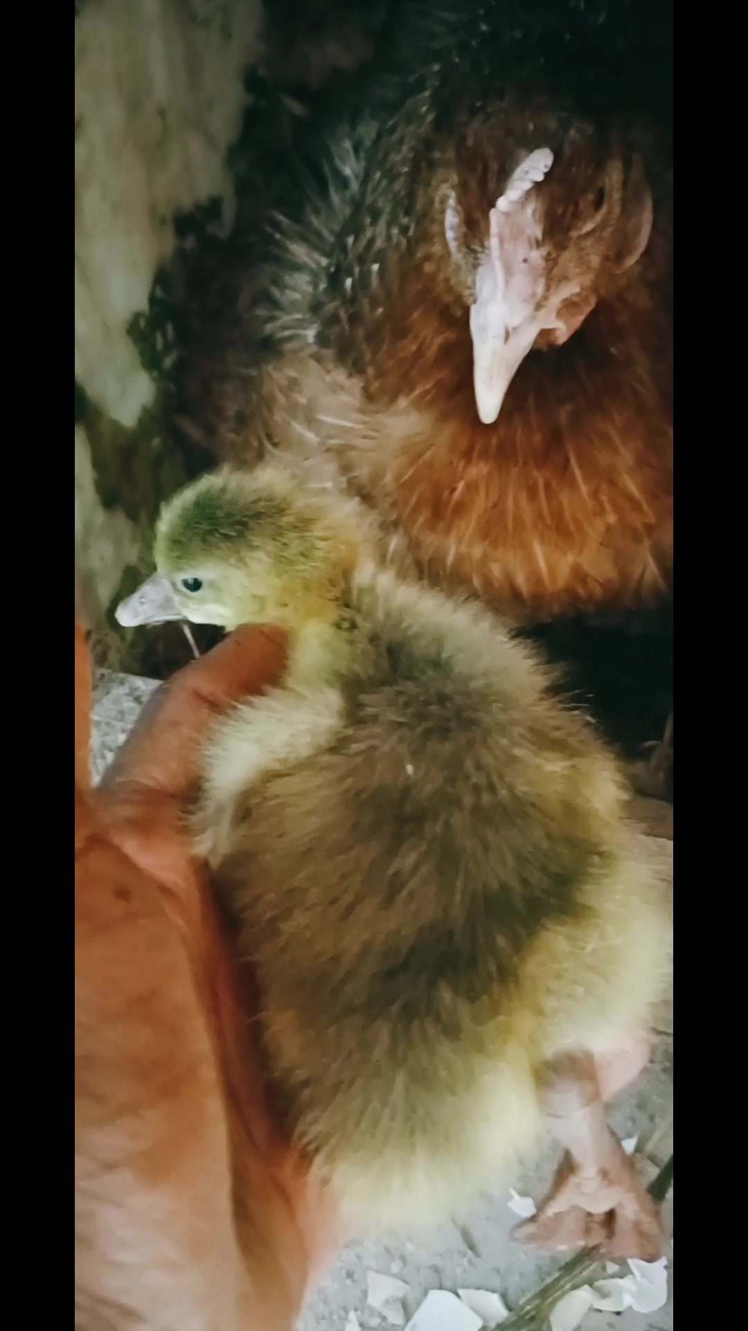 @Poultry in motion