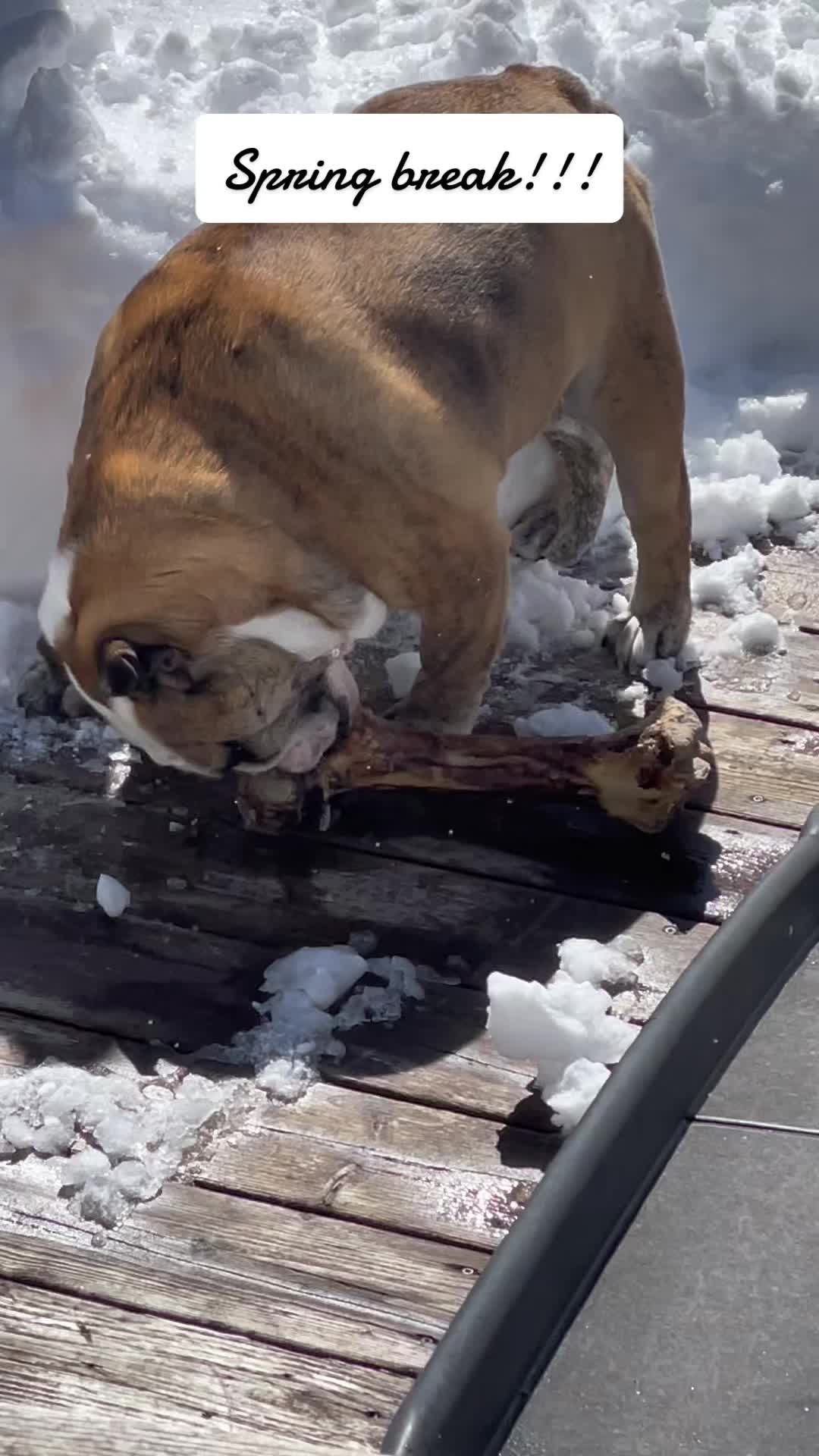@Pedrobulldog