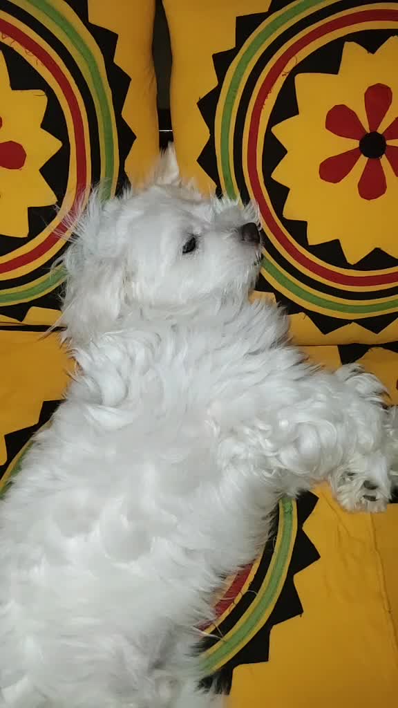 @❤🦋animal🐥lover🐩🐾