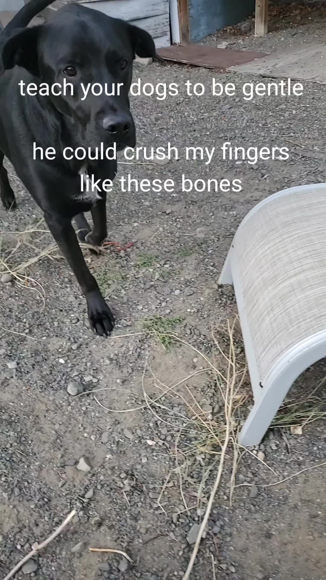 @bugsy