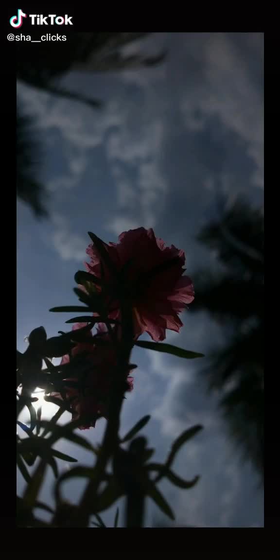 @chuppi..