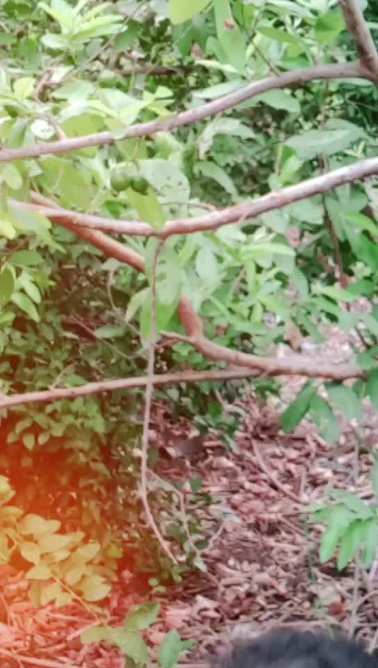@कवर्धा का छोरा