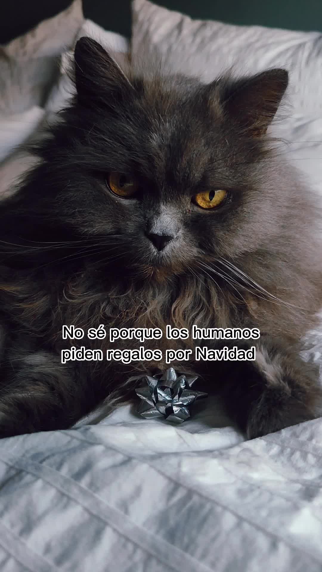 @Cooper, Arya, Aru y Sully 🐾