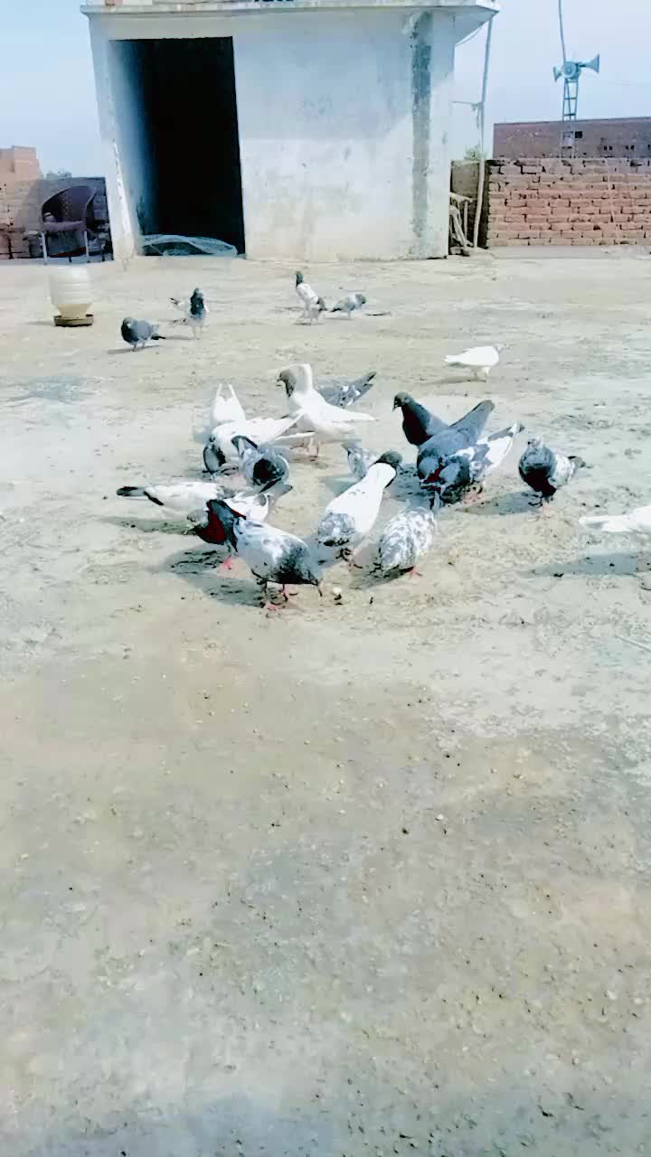 @کبوتر 🕊🕊باز🕊🕊