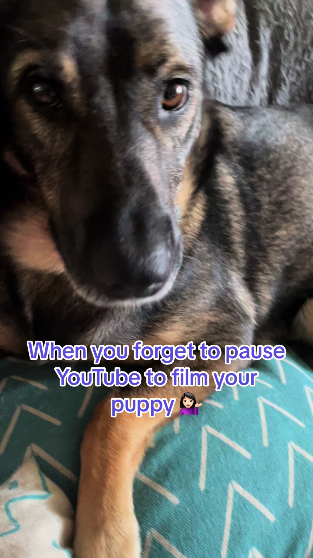 @Ashley 📚🐶