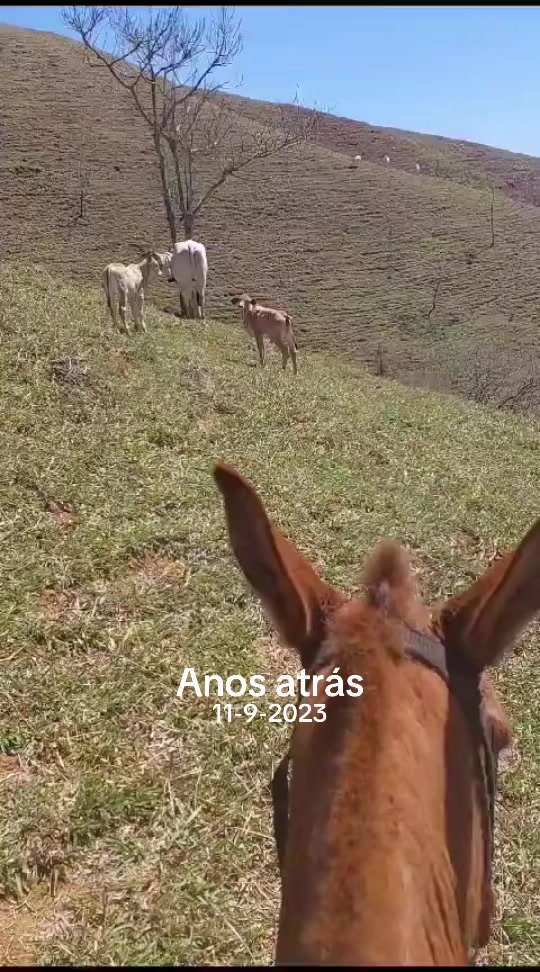 @Deborah Pedrozo
